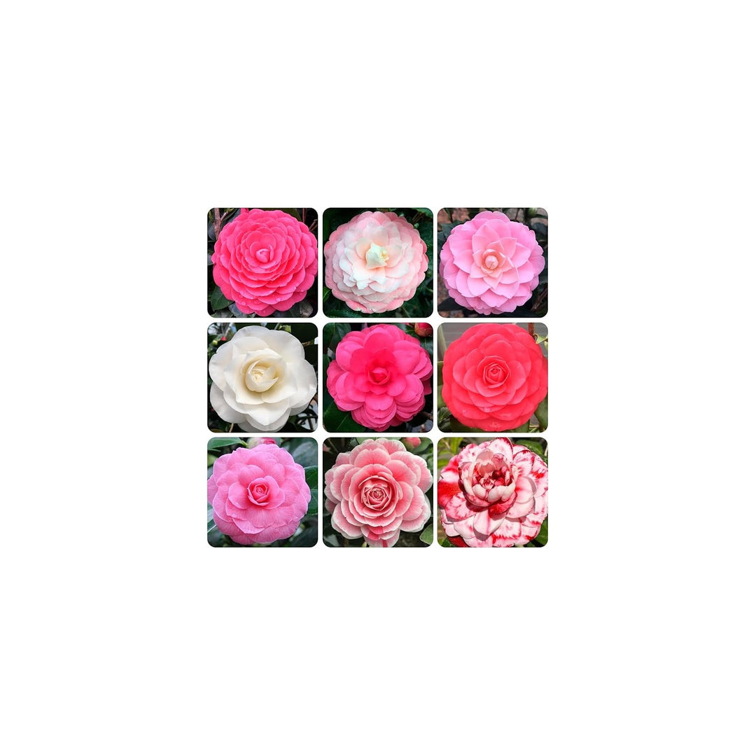 Camellia Camellia Japonica Flower Seeds for Planting Home Garden Shaded Borders Heirloom Non-GMO High Germination Organic Garden Seeds [neera-v5-dd2760d9d0a94913e9e1]