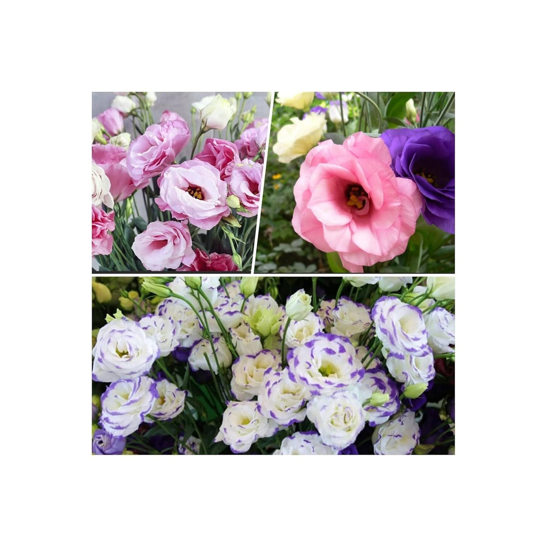 Eustoma Eustoma Griflorum Mixed Perennial Flower For Planting In Backyard Gardens Flower Seeds [neera-v5-dd2a17d656411b272d7d]