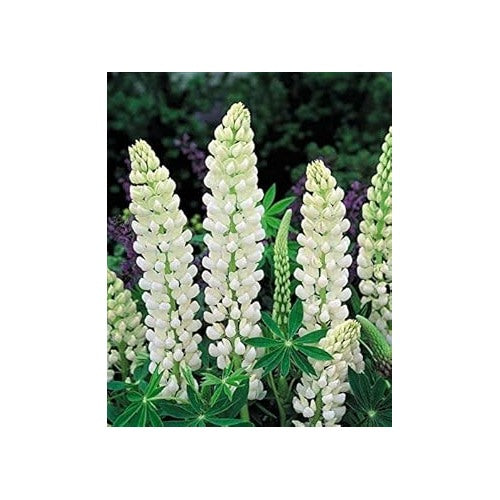 Heirloom Non-GMO White Lupine Flower Seeds for Garden Planting | High Germination Organic Garden Seeds [neera-v5-dd350200bb011de442f8]