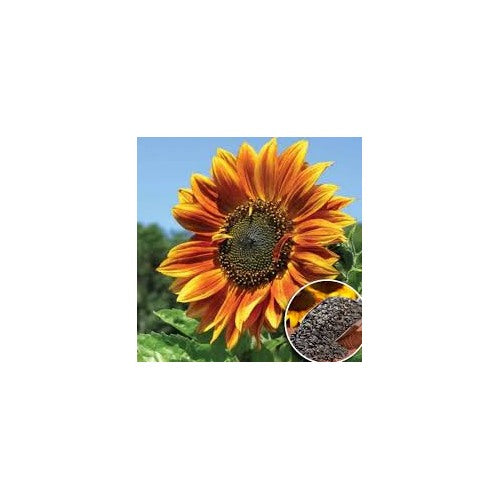 Giant Sunflower For Planting Bright Blooms For Home Garden Gmo Free Flower Seeds for Home Garden [neera-v5-dd37ce3bba81a39987a0]