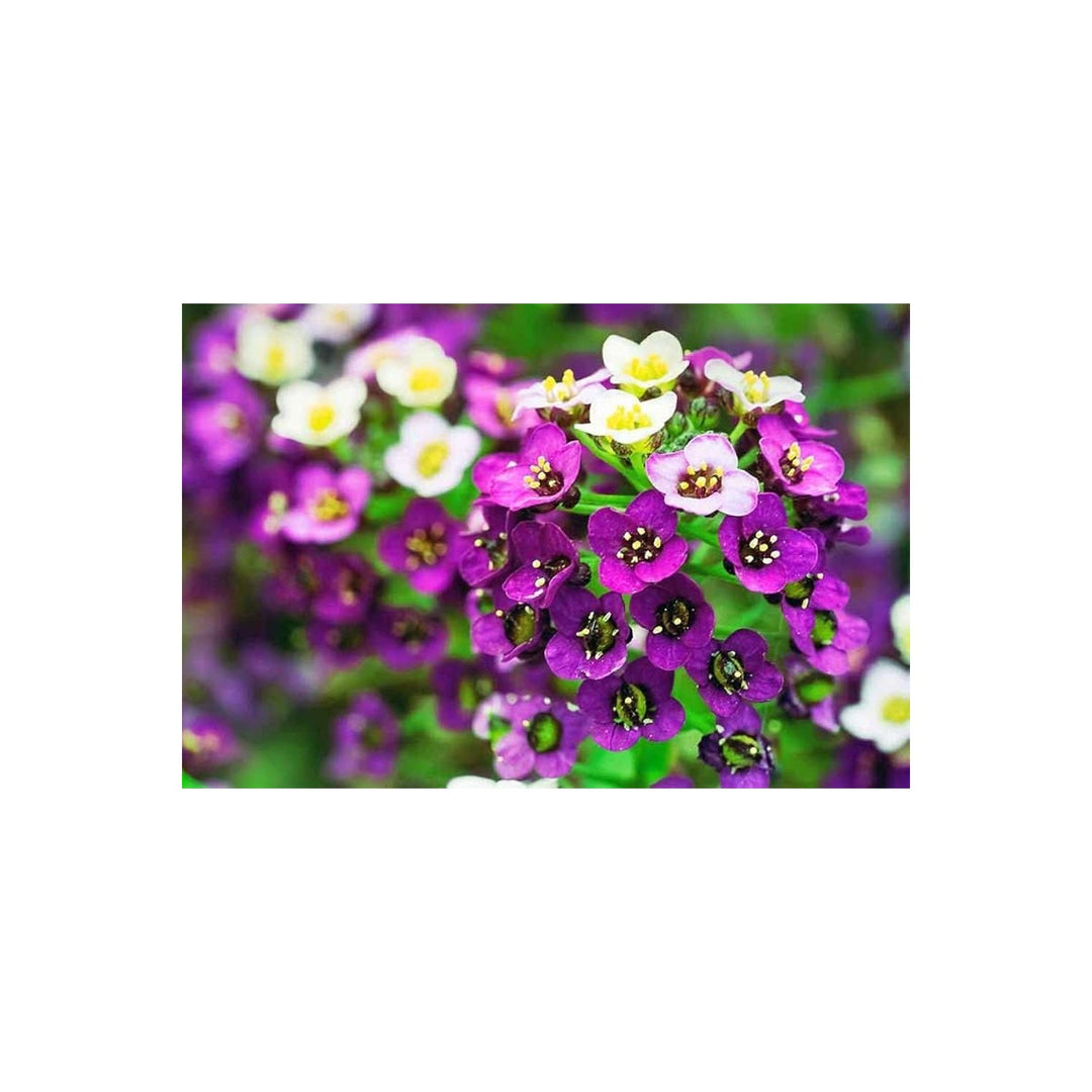 Alyssum Wonderland Mix Ground Cover Flower Flower Seeds for Home Garden Planting, Blooming Organic [neera-v5-dd38af30540b3abbf839]