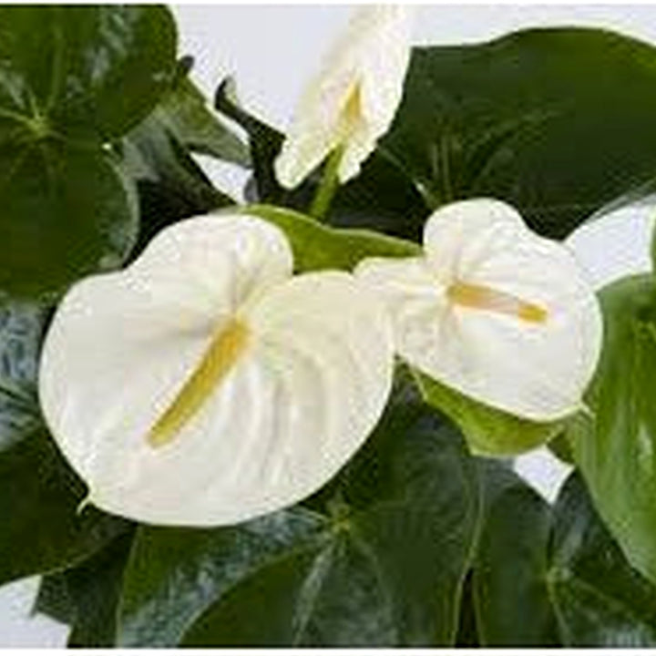 White Anthurium Andraeanum Flower Seeds for Planting [neera-v5-dd3abf47ddfbcb32514b]