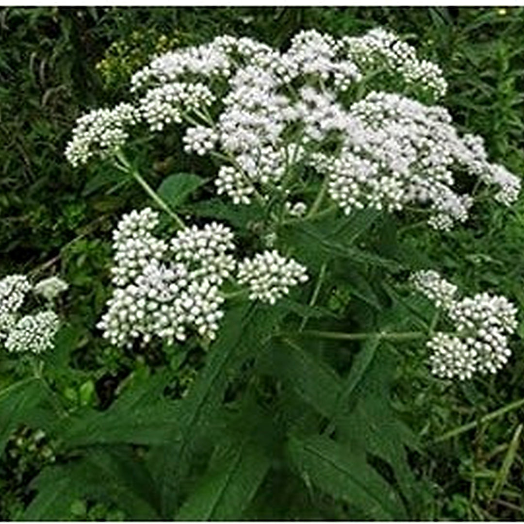 White Boneset (Thoroughwort) Flower Seeds [neera-v5-dd414698bd84e078f94b]