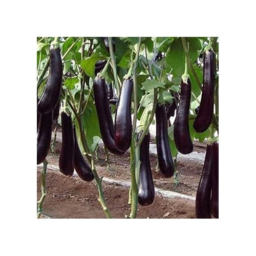 Dark Purple Eggplant Vegetable Seeds for Planting [neera-v5-dd48ec26b7bcaae1bed8]