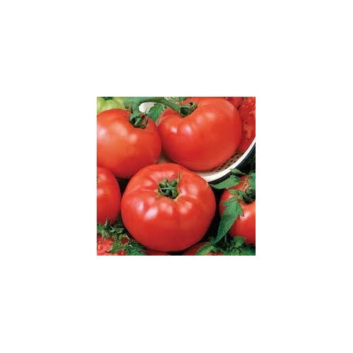 Tomato Vegetable Seeds for Planting [neera-v5-dd4c80f64e21d70b53d6]