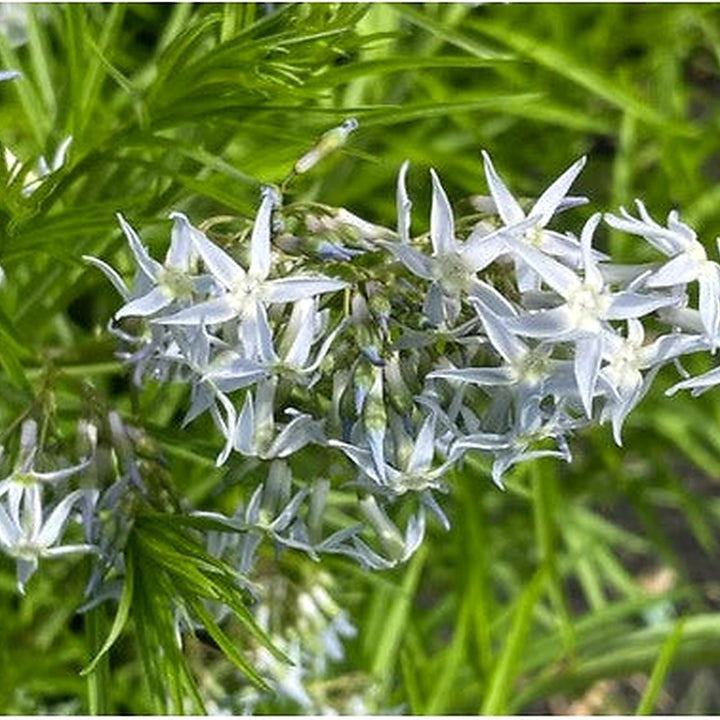 Heirloom Amsonia hubrichtii Bluestar Flower Seeds [neera-v5-dd4fd62c2dcff73efa36]