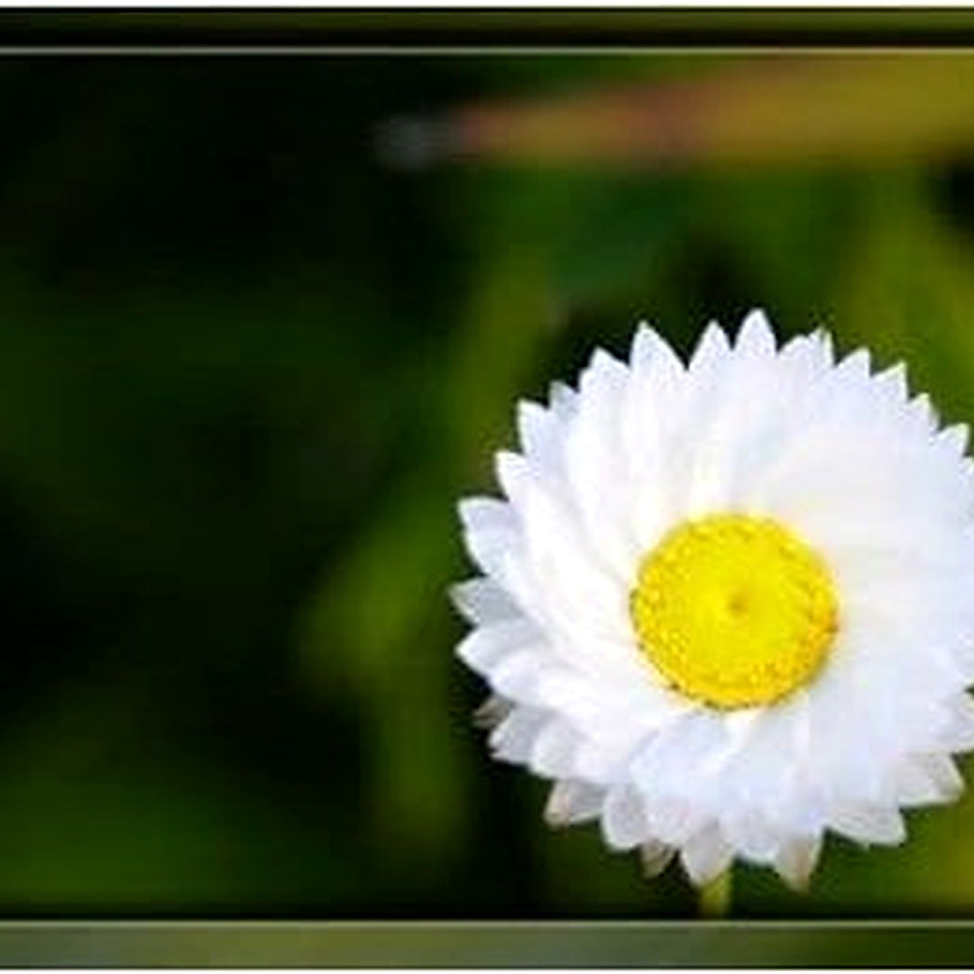 White Winged Flower Seeds for Planting [neera-v5-dd527d9f64f5599f527b]