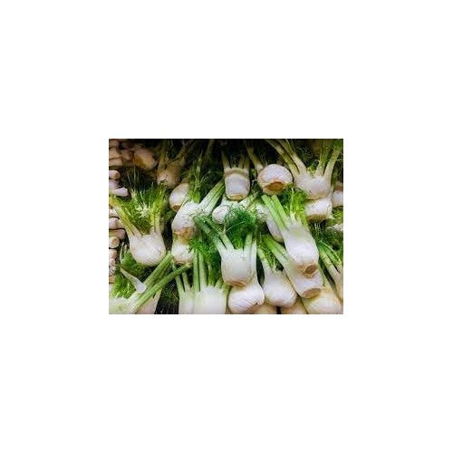 Fennel Plant Seeds [neera-v5-dd55e3bc338a3a7eef6e]