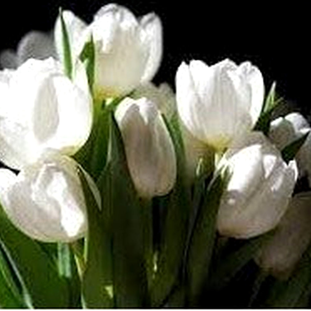 White Tulip Flower Seeds for Planting [neera-v5-dd58f1171898405abd1f]