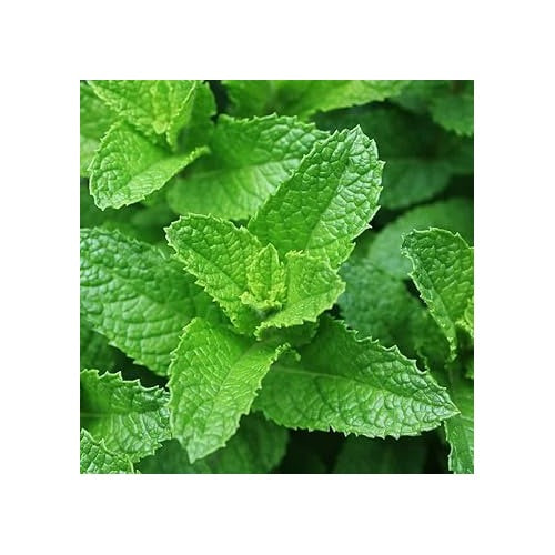 Mint Mentha Seeds for Planting [neera-v5-dd5a789200d4a64e8344]