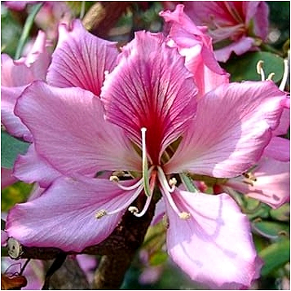 Light Pink Bauhinia Flower Seeds [neera-v5-dd65e516acc15d4d3167]