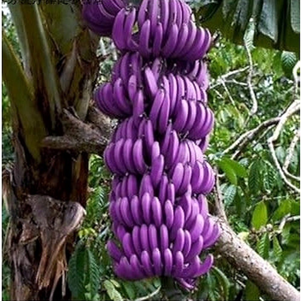 Green Dorstenia Foetida Plant Seeds for Planting | Heirloom Non-GMO Organic Seeds for Exotic Yard Plants [neera-v5-dd663ec95ad6449ce98a]