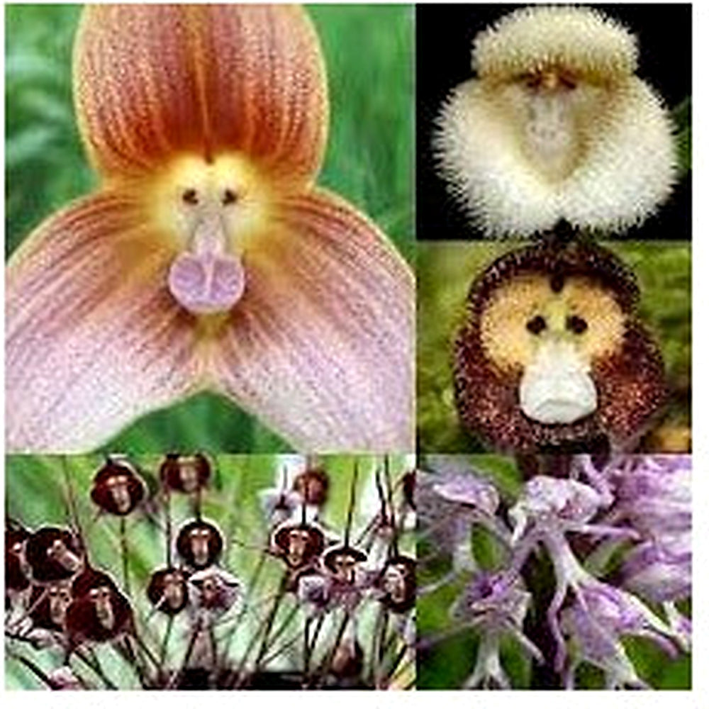 Mixed Monkey Face Orchid Flower Seeds for Planting [neera-v5-dd72fb56cfc783eef289]