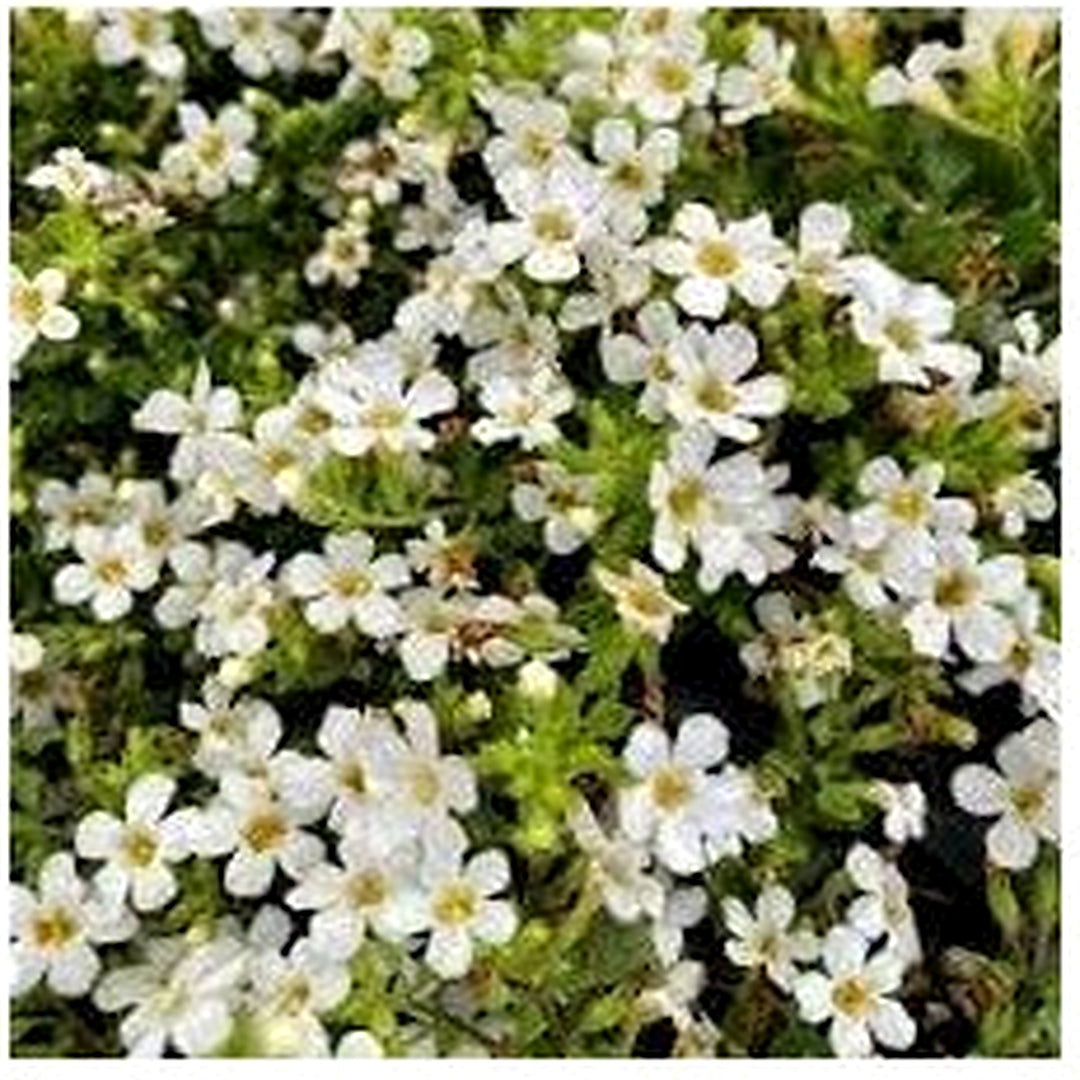 Bacopa Flower For Planting Flower Seeds for Home Garden Planting, Landscape Organic Blooming [neera-v5-dd7568b9d5354ac7654d]