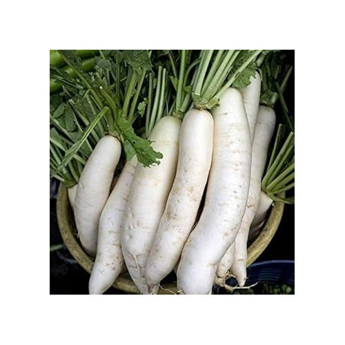 Heirloom Non-GMO White Rainbow Radish Seeds for Planting [neera-v5-dd77532b1d45be0422e2]