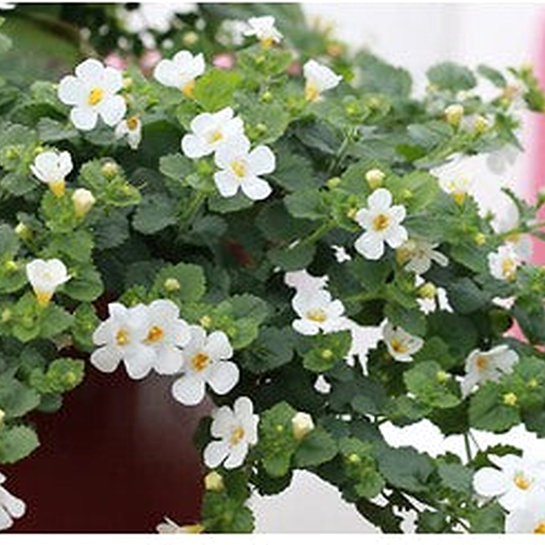 Heirloom Non-GMO White Snowtopia Flower Seeds for Elegant Garden Borders and Winter Planting [neera-v5-dd79acdc3f43181e96d1]