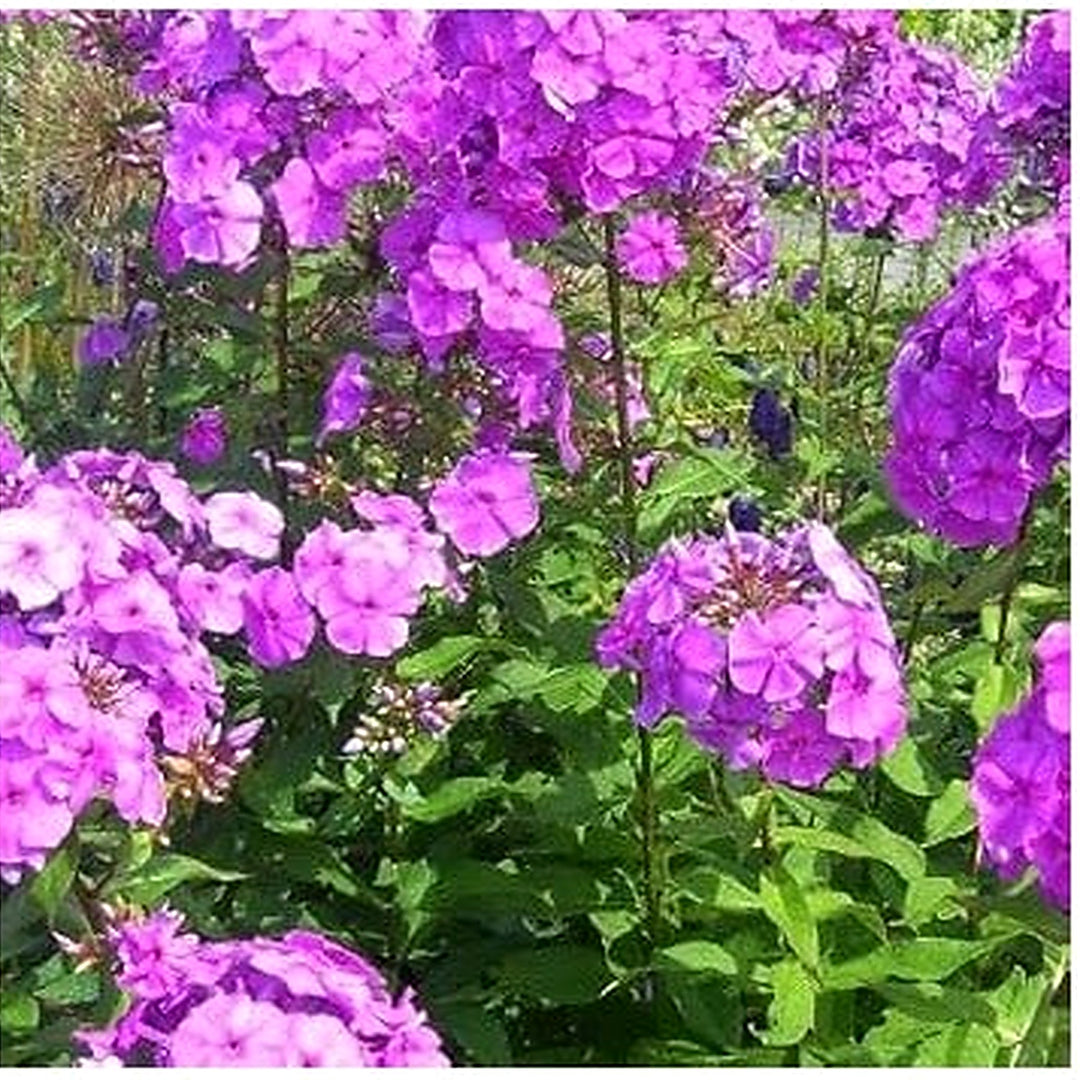 Heirloom Purple Nezabudka Flower Seeds for Planting | Non-GMO Organic Garden Seeds | Charming Blooms, High Germination [neera-v5-dd801768265a9d5de108]