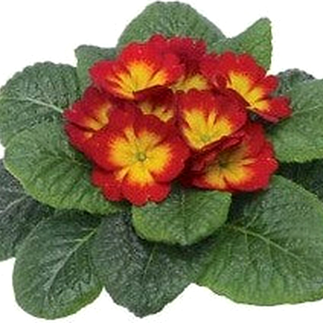 Primula Planting Primula Optic Scarlet Flame Primrose Planting Heirloom Non Gmo Drought [neera-v5-dd92e5e5d346cad13fba]