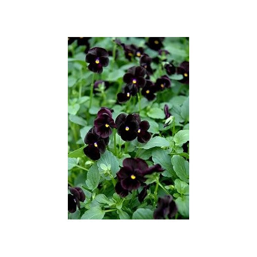 Heirloom Non-GMO Black Pansy Flower Seeds [neera-v5-dd9b378d8a9ad4cb0657]