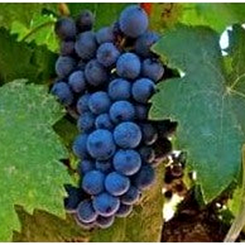 Dark Blue Grapefruit Seeds for Planting [neera-v5-dd9fb383b2e03100f666]