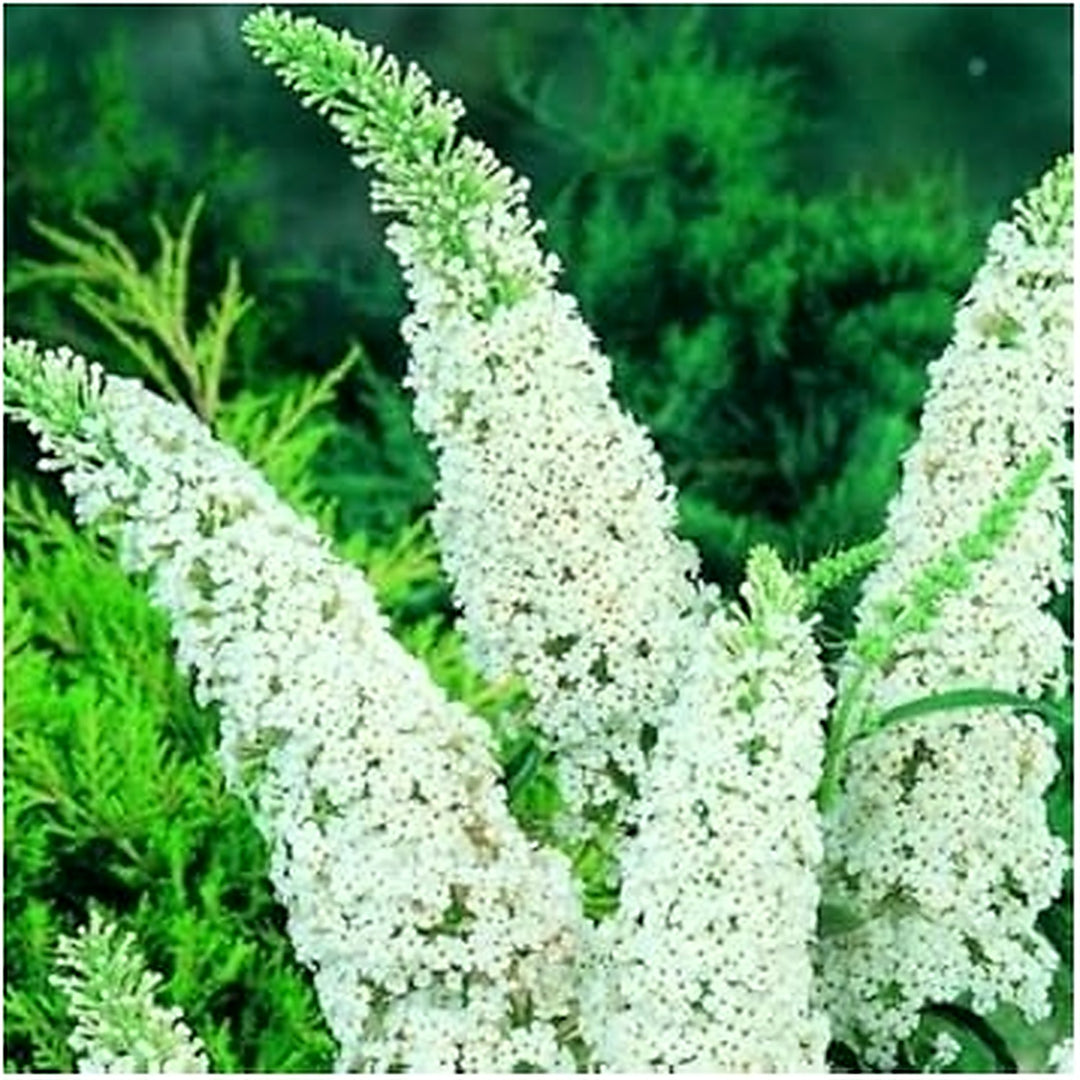 White Buddleia Flower Seeds [neera-v5-ddac97a91bec0efbfa0a]