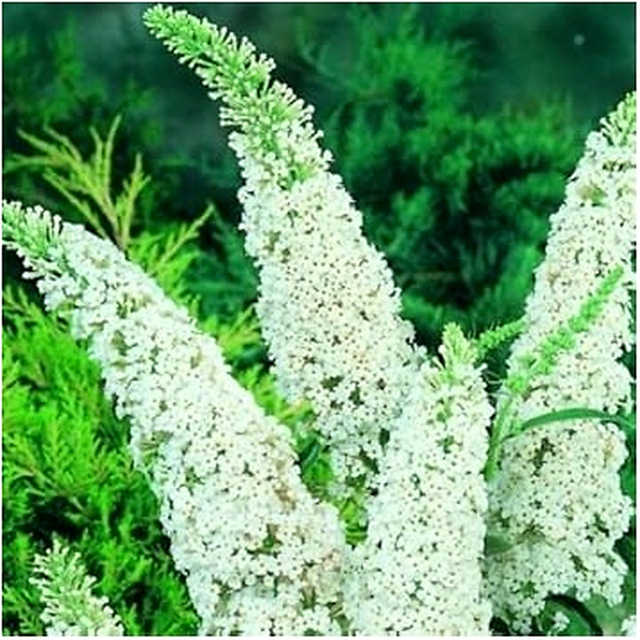 White Buddleia Flower Seeds [neera-v5-ddac97a91bec0efbfa0a]