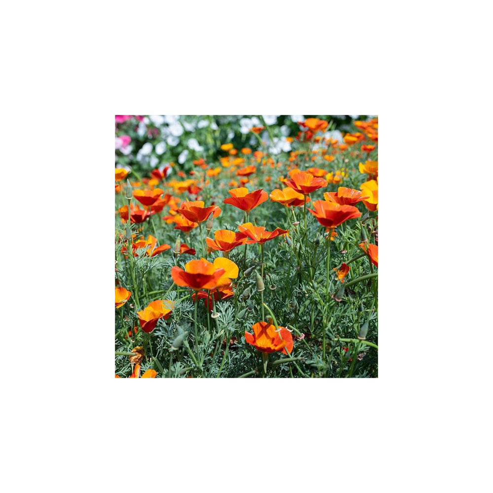 Orange Creeping Thyme Drought Tolerant Ground Cover Aromatic Flower Seeds for Home Garden Planting, [neera-v5-ddc94b7b028af5e46bb5]