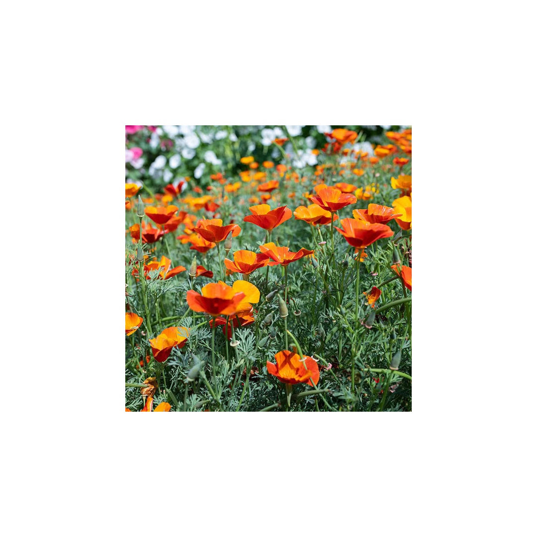 Orange Creeping Thyme Drought Tolerant Ground Cover Aromatic Flower Seeds for Home Garden Planting, [neera-v5-ddc94b7b028af5e46bb5]