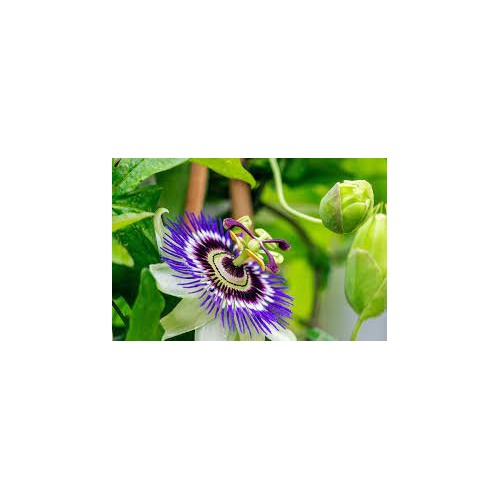 Organic Heirloom Passionflower Seeds [neera-v5-ddcc0850f9291990465c]