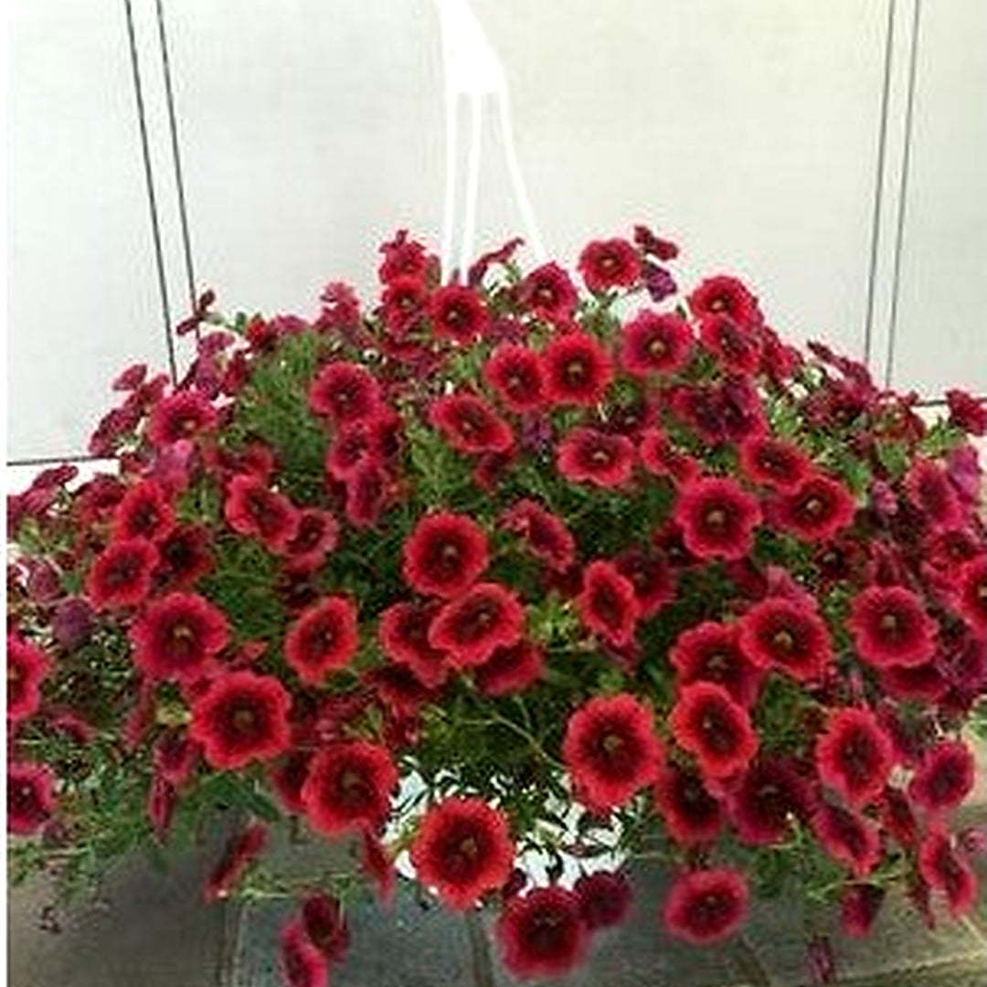 Pink Bearded Flower Mix Bush Garden Plants Flower Seeds Home Garden Planting, Landscape [neera-v5-ddcc5fda9f5772f8f0a3]