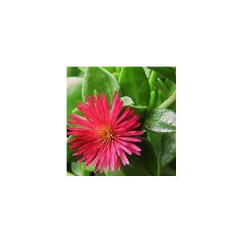Rose Aptenia Plant Seeds for Planting Non-GMO Heirloom Garden Seeds for Growing Beautiful Flowers [neera-v5-ddd8a54ded7bffaa0553]