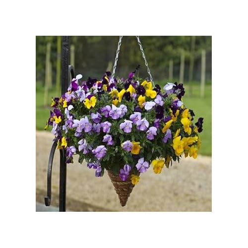 Heirloom Hanging Pansy Flower Seeds for Planting, Non-GMO [neera-v5-ddd93a7f4b43711e4b5d]