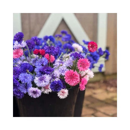Bachelor Button Planting Mix Cutting Heirloom Non Gmo Flower Seeds Home Garden [neera-v5-dddc864054848fb6dc0e]