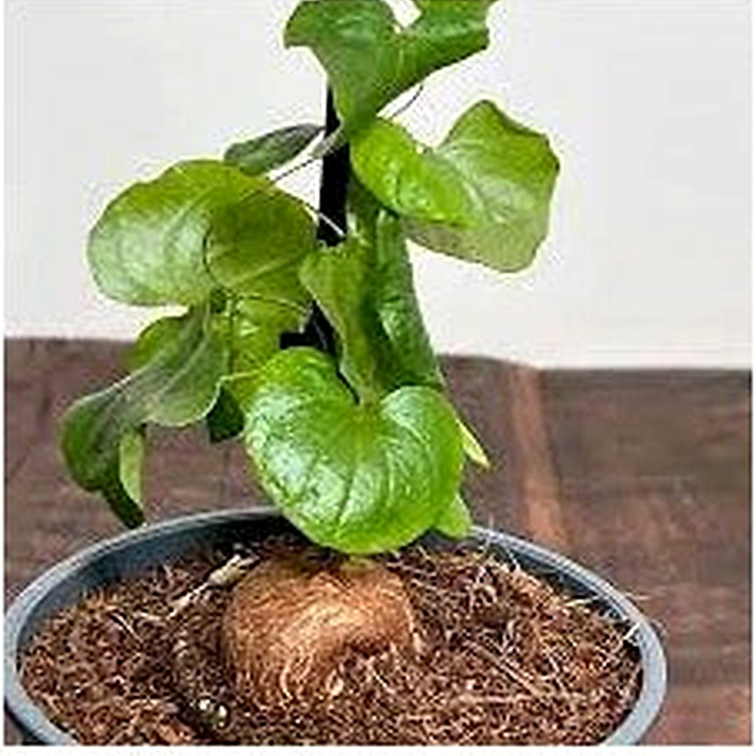 Dioscorea Elephantipes Yam Seeds for Planting [neera-v5-dde4def991bc4b6ad932]