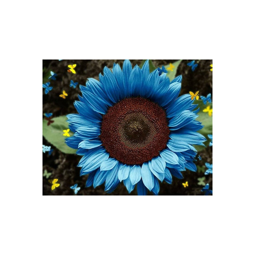 Blue Heirloom Sky Sunflower For Planting Non Gmo Rare Flower For Home Garden Flower Seeds for Home [neera-v5-ddfd61e540f1adf786b3]