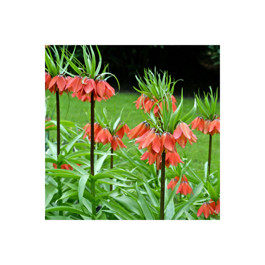 Green Crown Imperial Flower Heirloom Non Gmo Regal Blooms For Spring Garden Planting Flower Seeds [neera-v5-de0989844b4ef490a747]