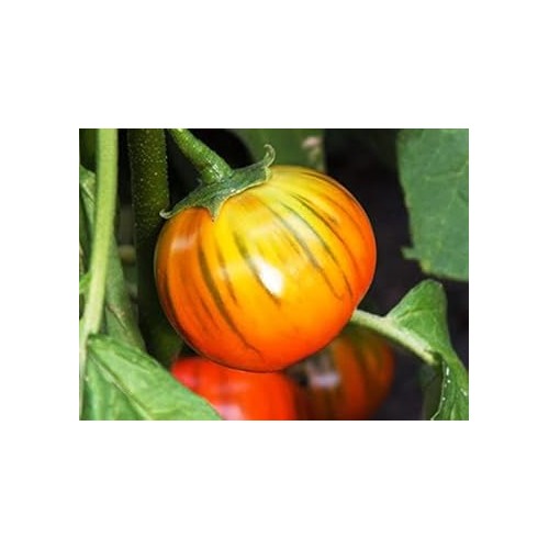 Heirloom Orange Eggplant Seeds Non-GMO Vegetable Seeds for Garden Planting [neera-v5-de0b9afecf848f174110]