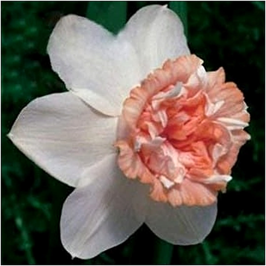 Heirloom Non-GMO Double Petal Narcissus Daffodil Seeds for Planting [neera-v5-de0dc4f274f1ef283947]