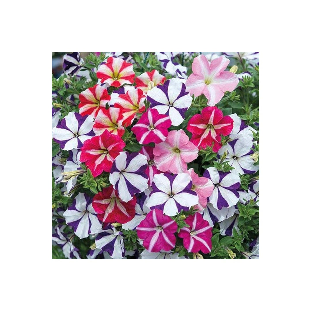 Petunia Liesl Tri Color Annual Flower Flower Seeds for Home Garden Planting, Colorful Organic [neera-v5-de1f5760cc166ed03729]