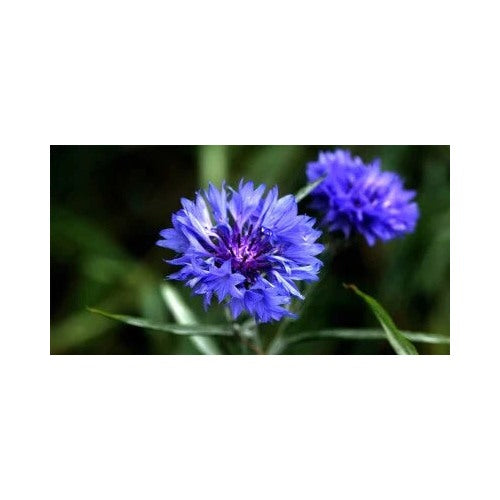 Blue Tall Cornflower Bachelor Button Wildflower Young Love Heirloom Non Gmo Flower Seeds Home [neera-v5-de2e1db857240e278a52]