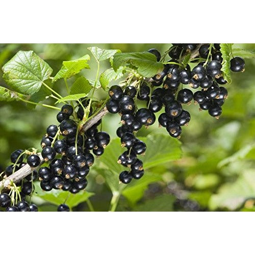 Grosella Negra (Black Currant) Fruit Seeds [neera-v5-de300b5ccc365c28ad61]