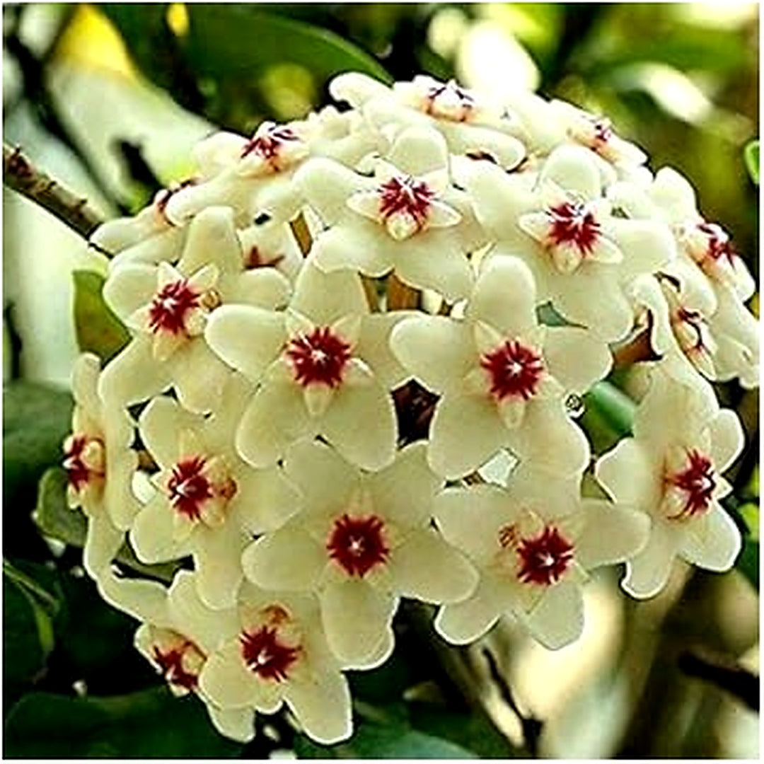 Light Yellow Hoya Carnosa Seeds [neera-v5-de39b4ac7db08f765a9b]