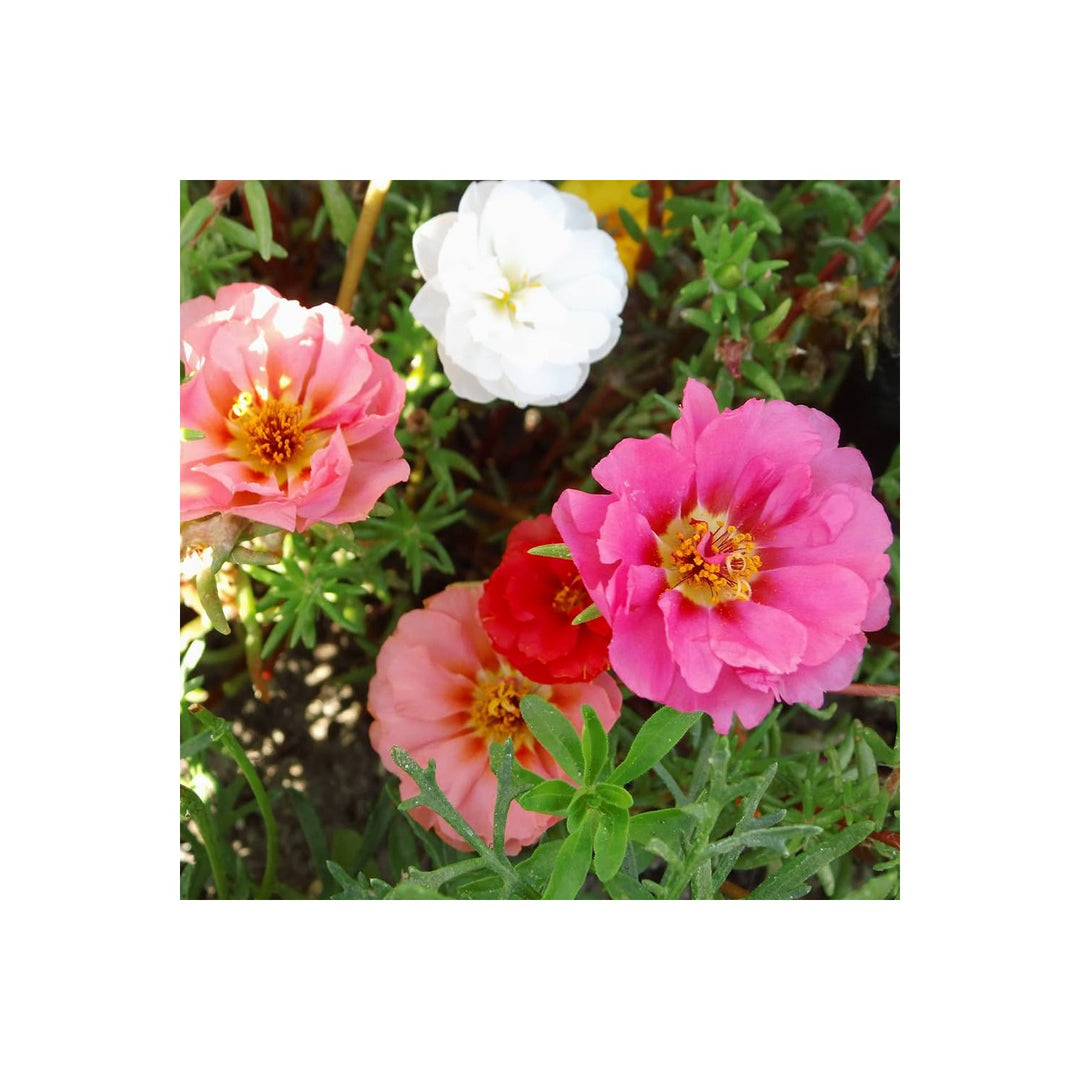 Heirloom Non Gmo Portulaca Grandiflora Flower Vibrant Moss Rose Blooms Flower Seeds Home Garden [neera-v5-de3ace2cdb1aeb46e9af]