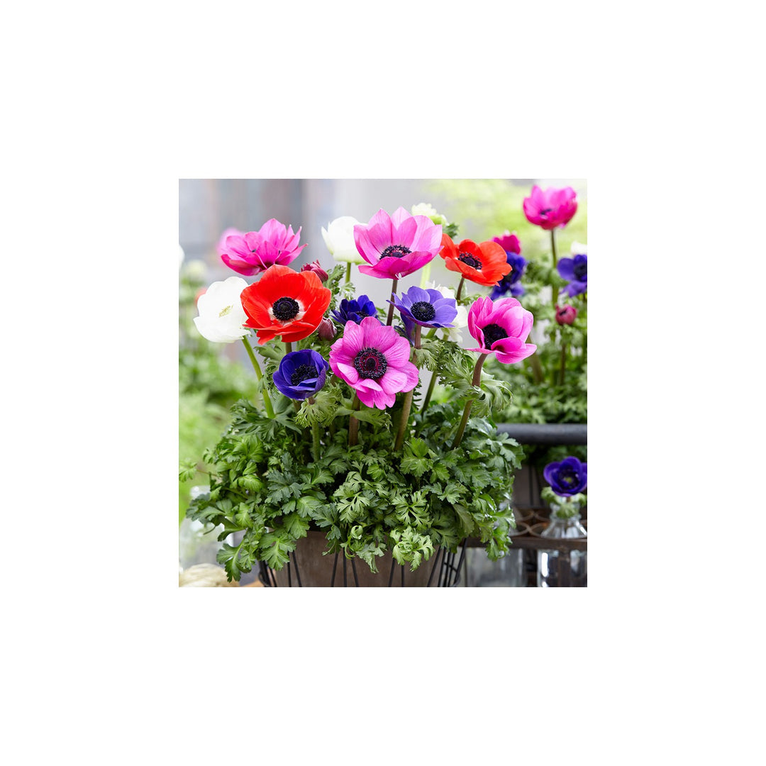 Organic Heirloom Non Gmo Anemone Flower For Planting Spring Blooming Flower Seeds for Home Garden [neera-v5-de4d457dde654790e04e]