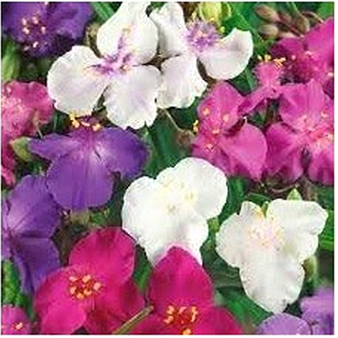 Spiderwort Shimmer Flower Seeds [neera-v5-de563ca1a051deaa1f1d]