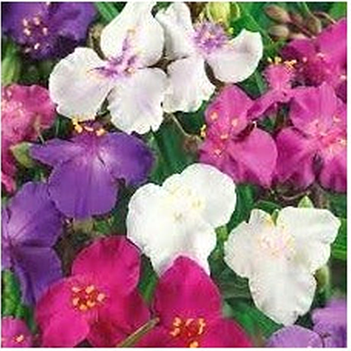 Spiderwort Shimmer Flower Seeds [neera-v5-de563ca1a051deaa1f1d]