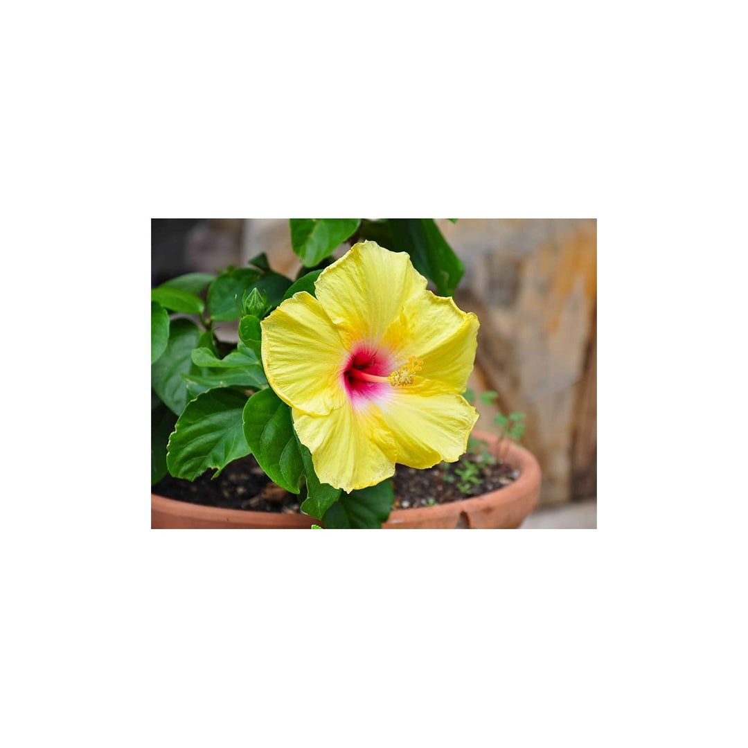 Green Heirloom Non Gmo Light Hibiscus Flower For Garden Planting Rare Tropical Blooms Flower Seeds [neera-v5-de5d53d791e325f1ea97]