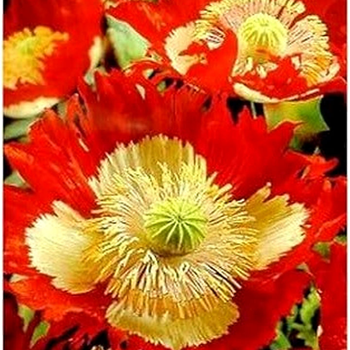 Heirloom Non-GMO Red Yellow Danish Flag Flower Seeds for Vibrant Garden Displays and Seasonal Planting [neera-v5-de616ac64c125dacb48a]