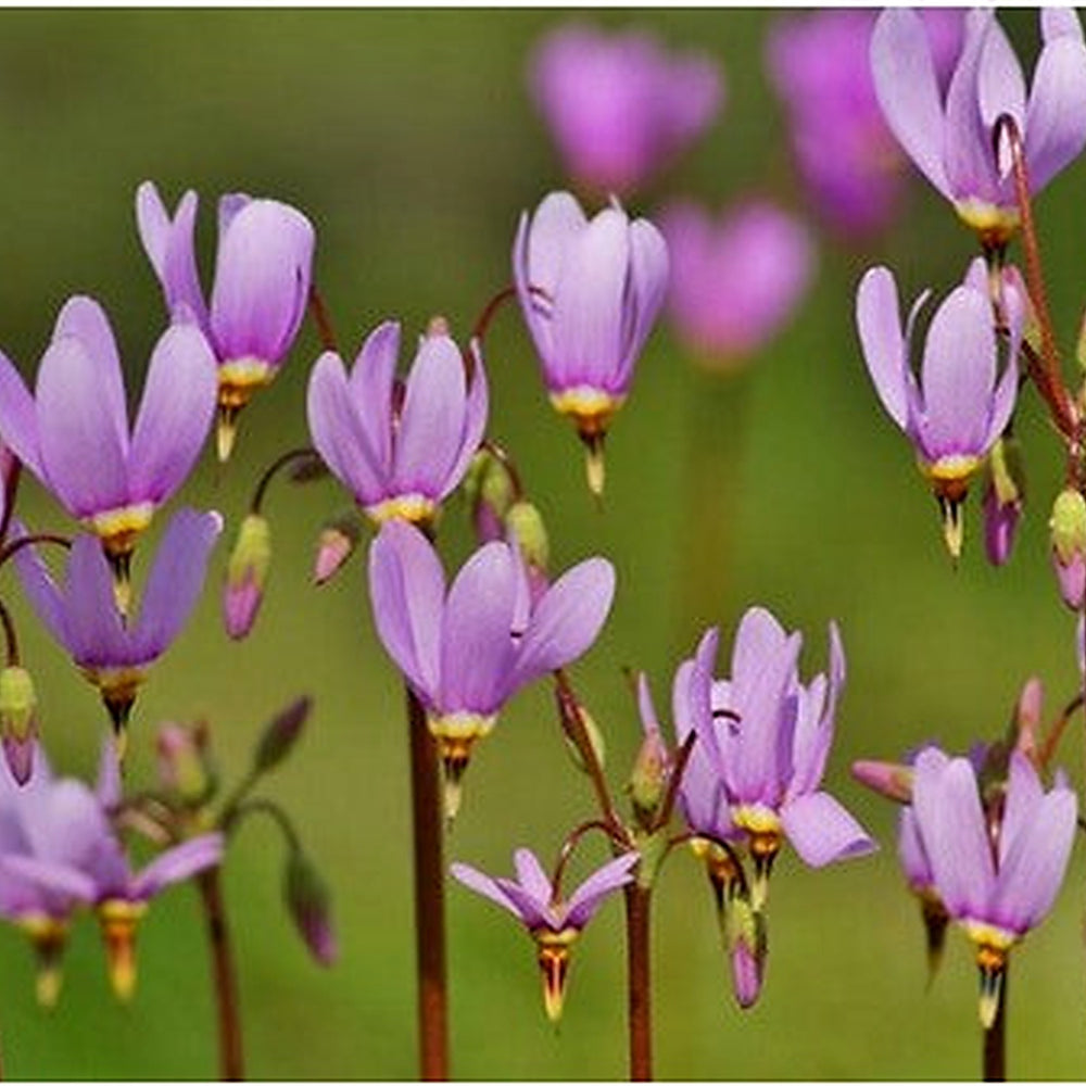 Heirloom Purple Dodecatheon Flower Seeds for Planting [neera-v5-de70e0891d1b73a7328c]