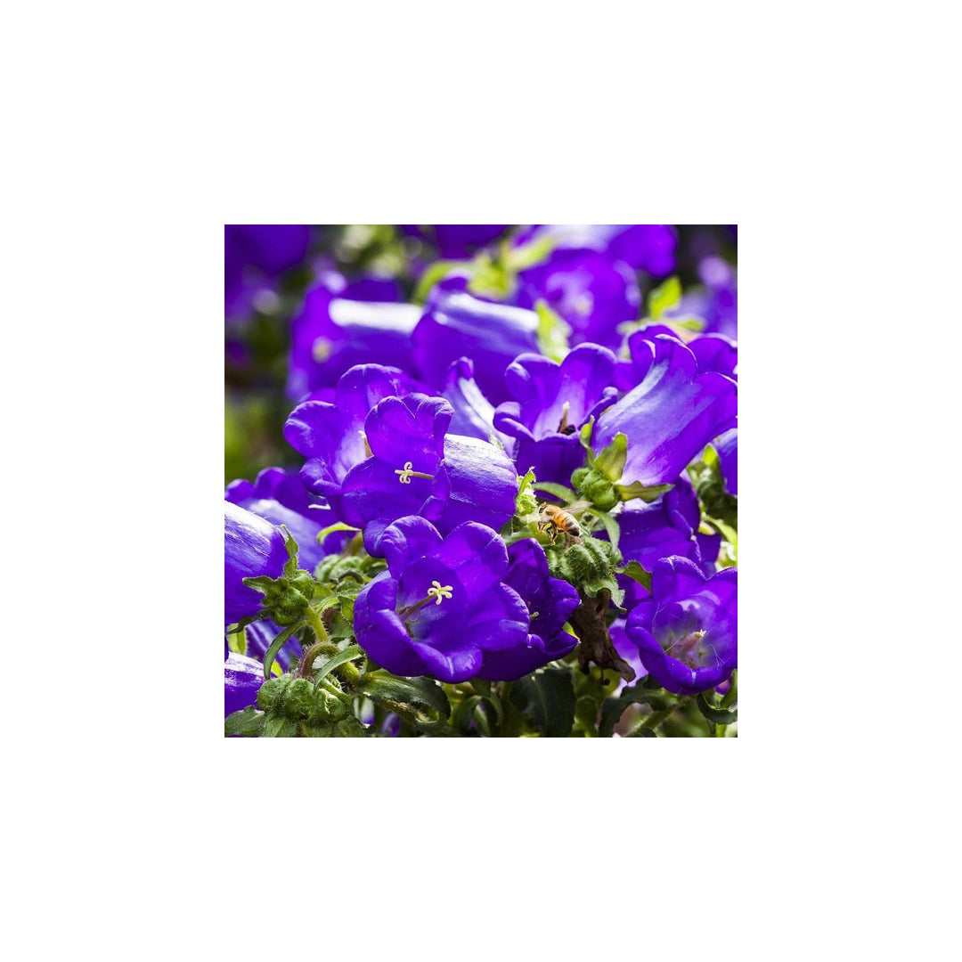 Campanula Campanula Medium Flower For Balcony Pots And Ornamental Garden Planting Flower Seeds for [neera-v5-de76edaf966923aed298]